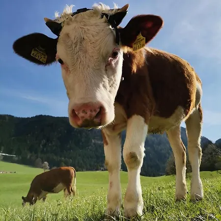 Weber-haeusl Reith im Alpbachtal